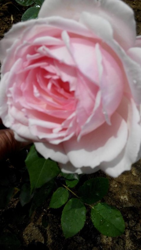 IMG_20140425_141253.jpg