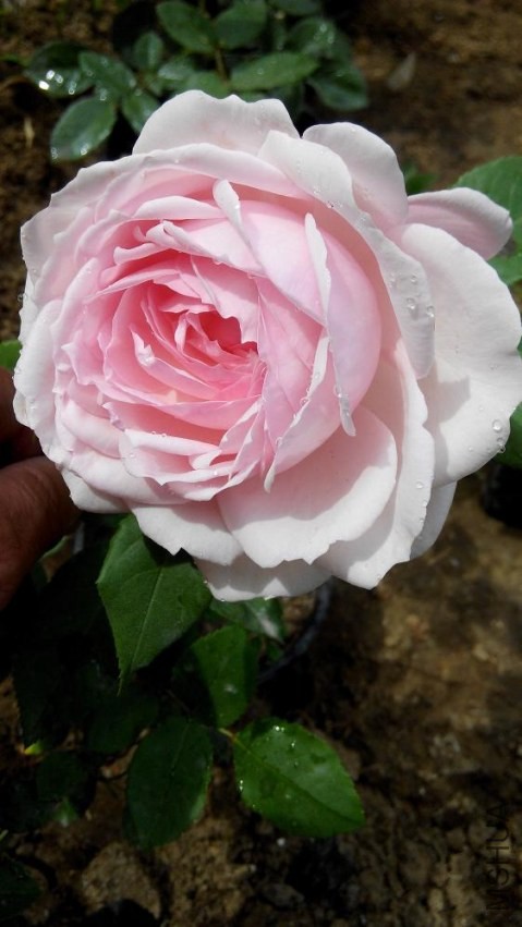 IMG_20140425_141244.jpg
