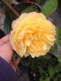 ����˹  �Ĳ�����Ƶĸо���