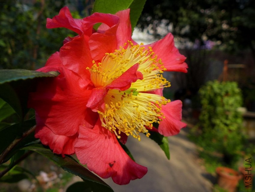 P1310244.jpg