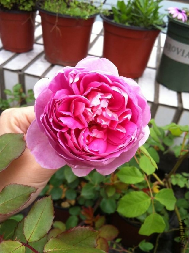 QQͼƬ20140426130524.jpg