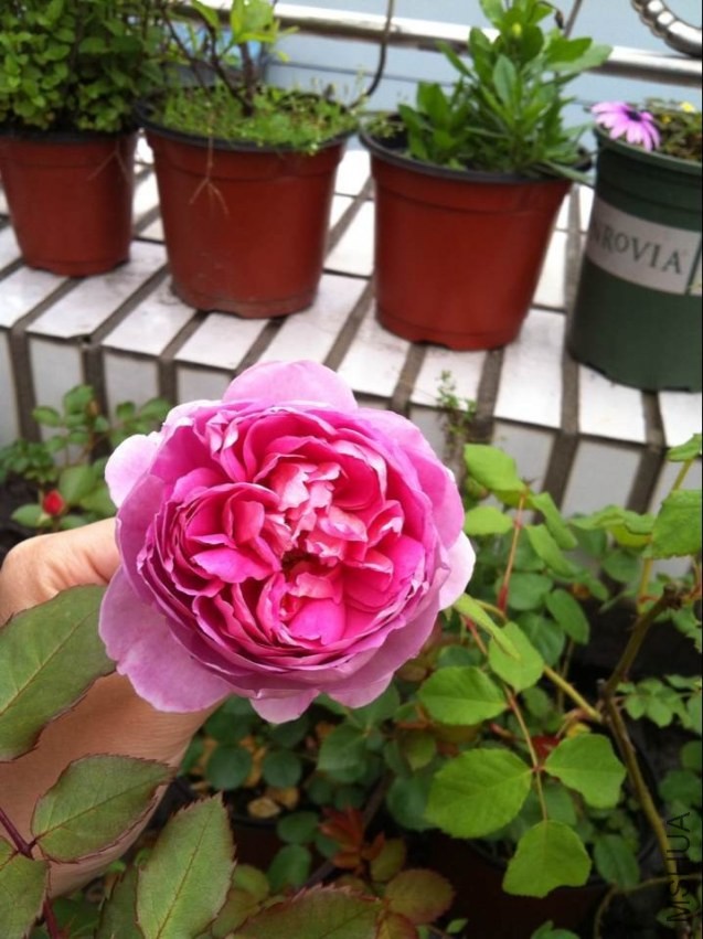 QQͼƬ20140426130555.jpg