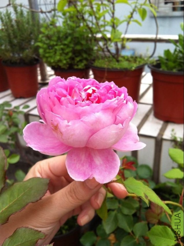 QQͼƬ20140426130541.jpg
