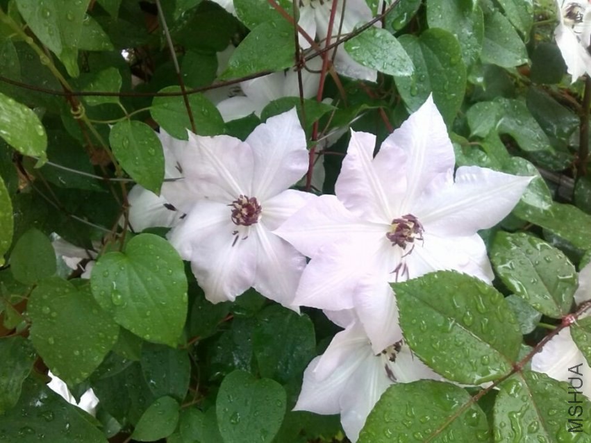 QQͼƬ20140426143519.jpg