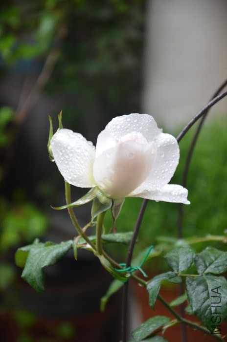 1-DSC_2198.JPG