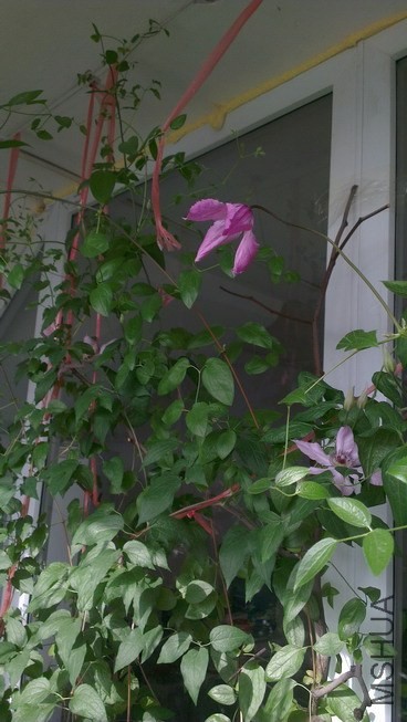IMAG4237_��С��С.jpg