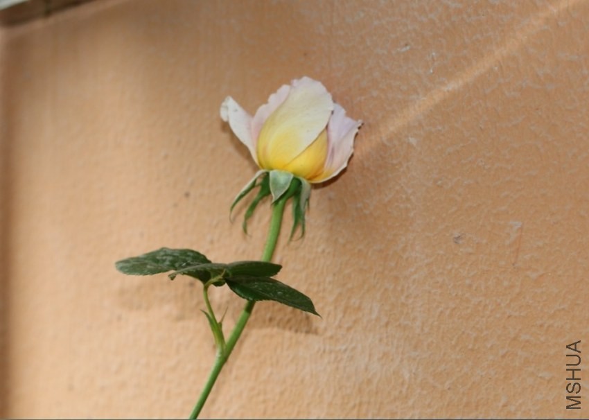 ������Ѽ�������Һ������Ŷ