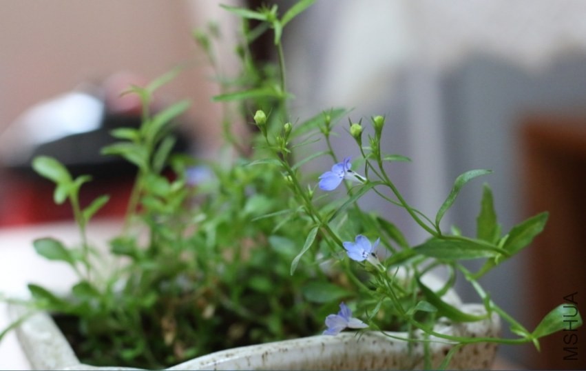 ��ϲ����������