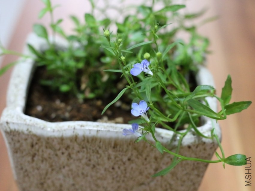 СС�ĸж�����ʼ������