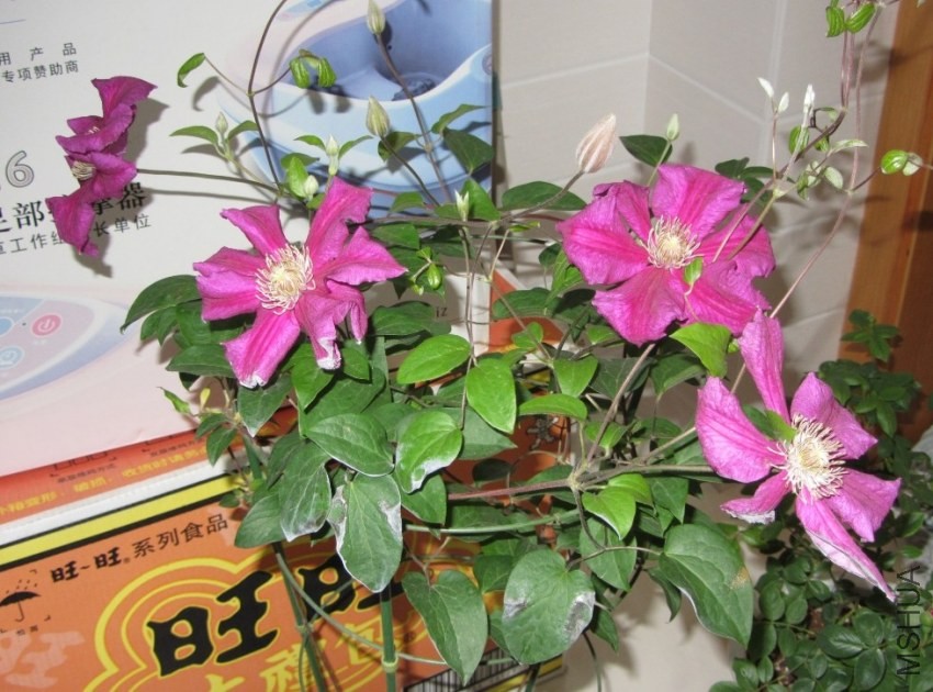 ����Խ��Խ��