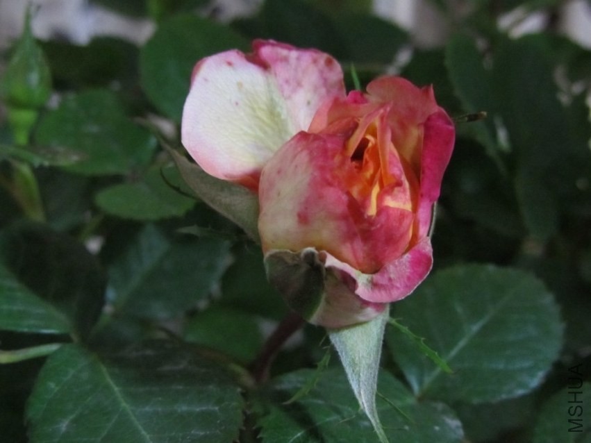 �����ôһ�㶼���񱦱�