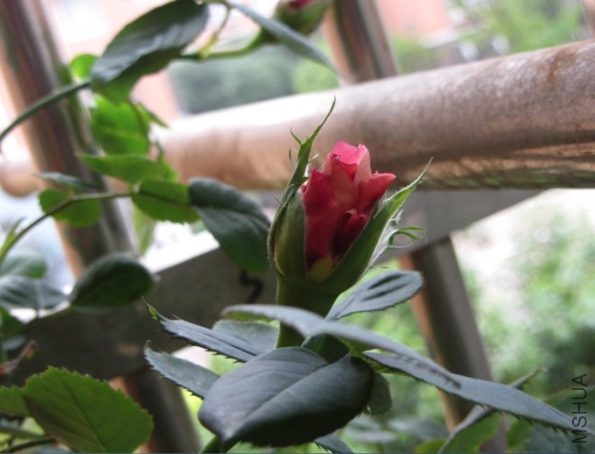 ���ĵĻ���