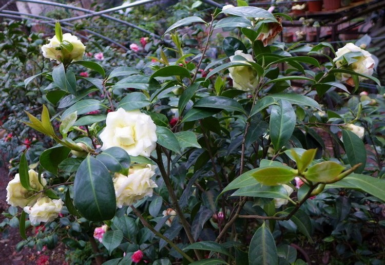 P1410800.jpg