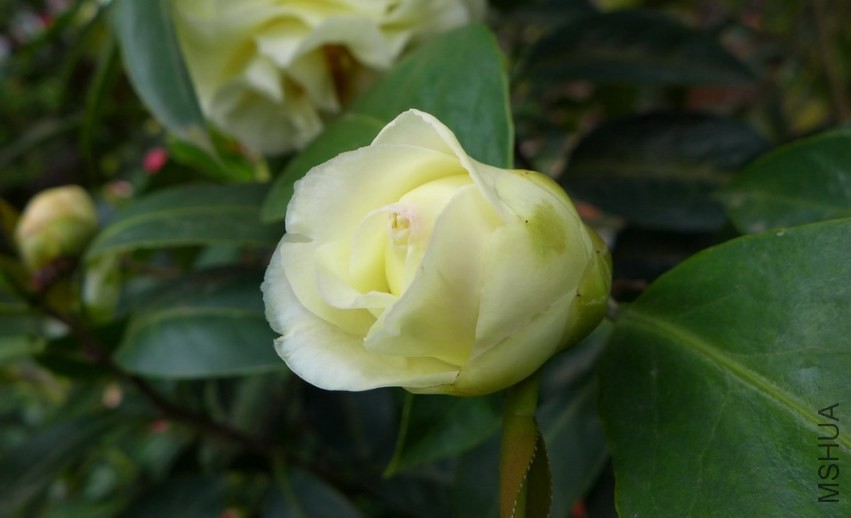 P1450451.jpg
