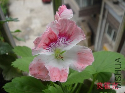 С�翪�ģ�������ܳ������˰�