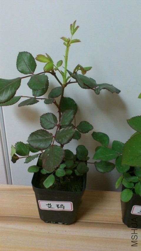 QQͼƬ20140426204454.jpg