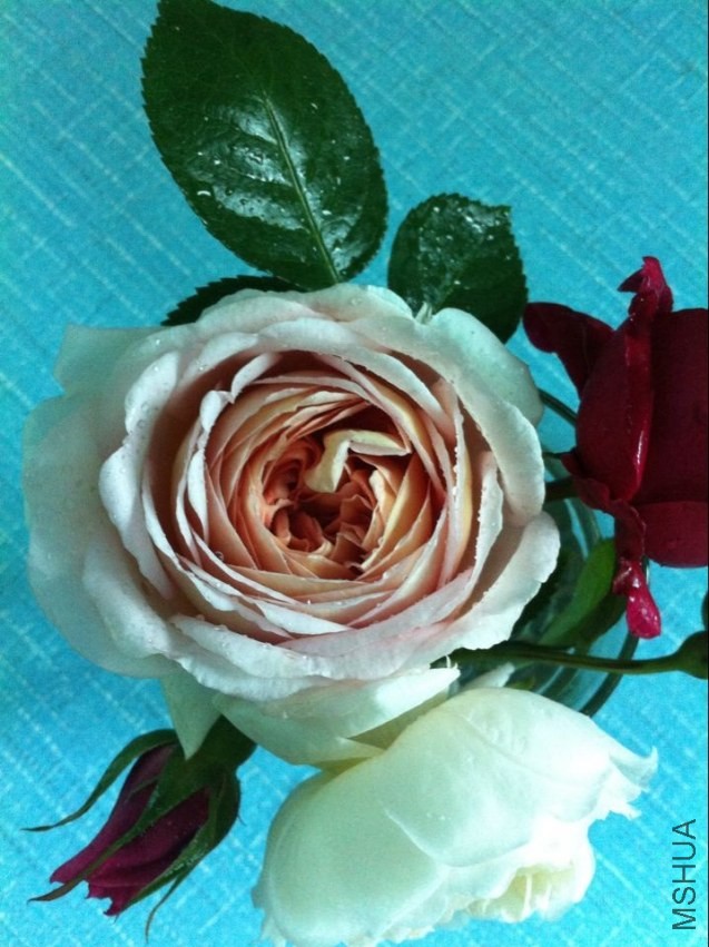 QQͼƬ20140426212531.jpg