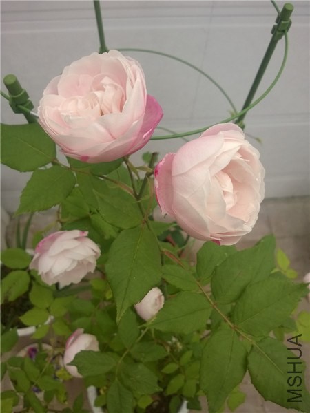 MediaLib_Camera Roll_WP_20140426_003.jpg