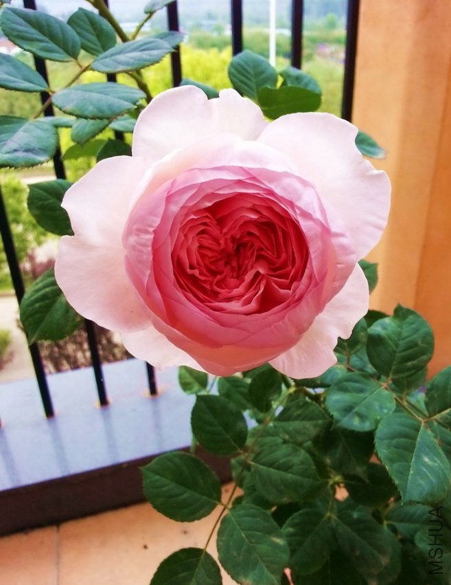 20130414_092720_��С��С.jpg