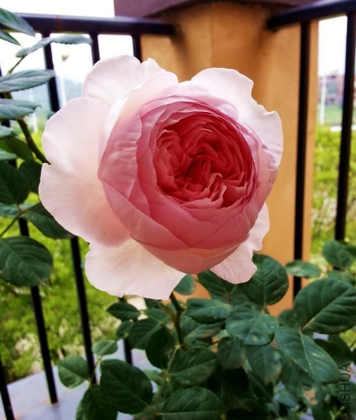 20130414_092734_��С��С.jpg