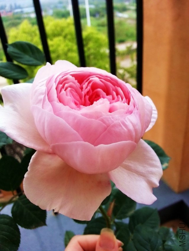 20130414_092934_��С��С.jpg