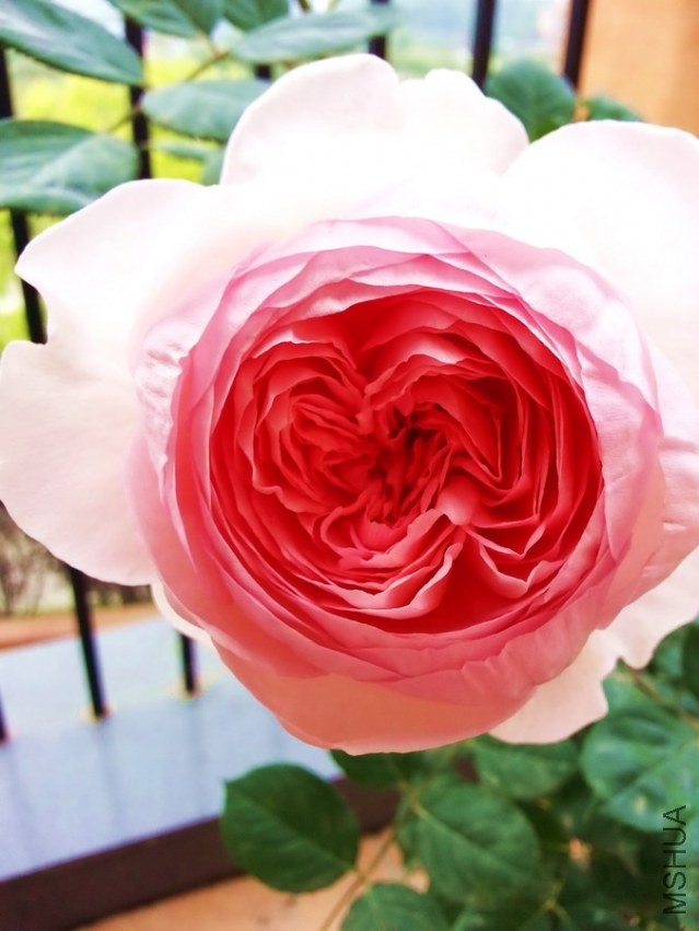20130414_093020_��С��С.jpg