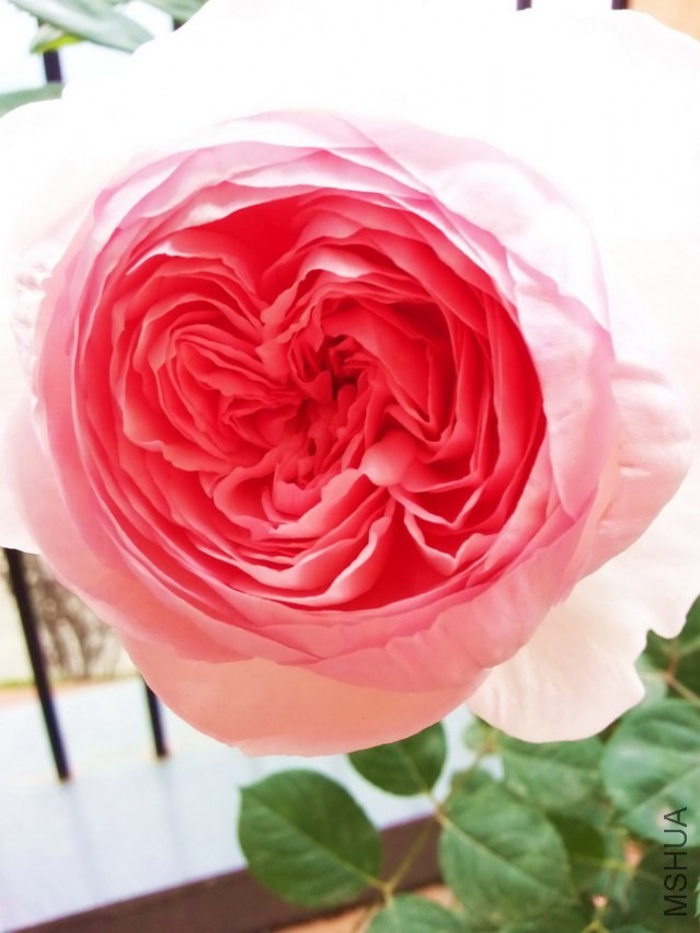 20130414_093101_��С��С.jpg