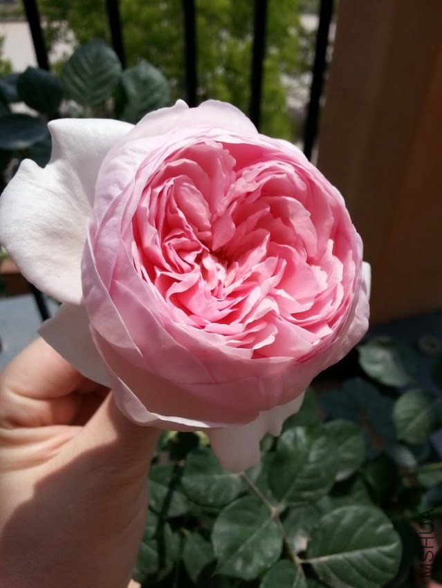 20130414_130923_��С��С.jpg