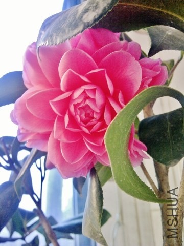 IMG-20140301-00646 (360x480).jpg