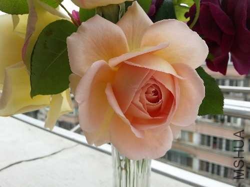 20140426_115827.jpg