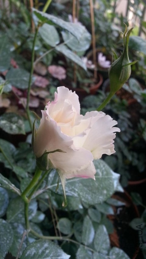 20140414_171020.jpg