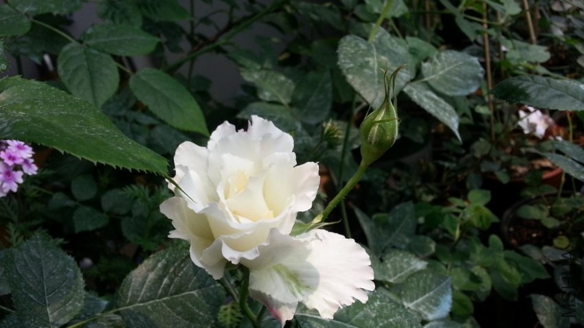 20140415_122225.jpg