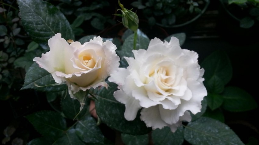 20140416_121824.jpg