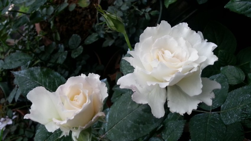 20140416_172255_1.jpg