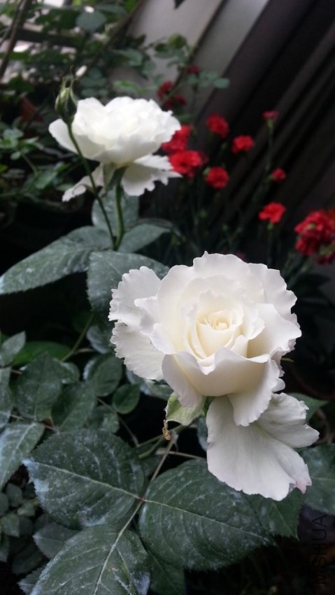 20140417_122203.jpg