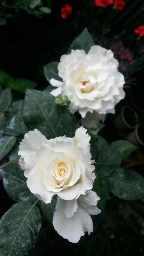 20140417_122243.jpg