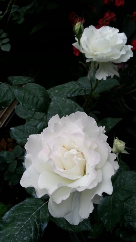 20140419_065801.jpg