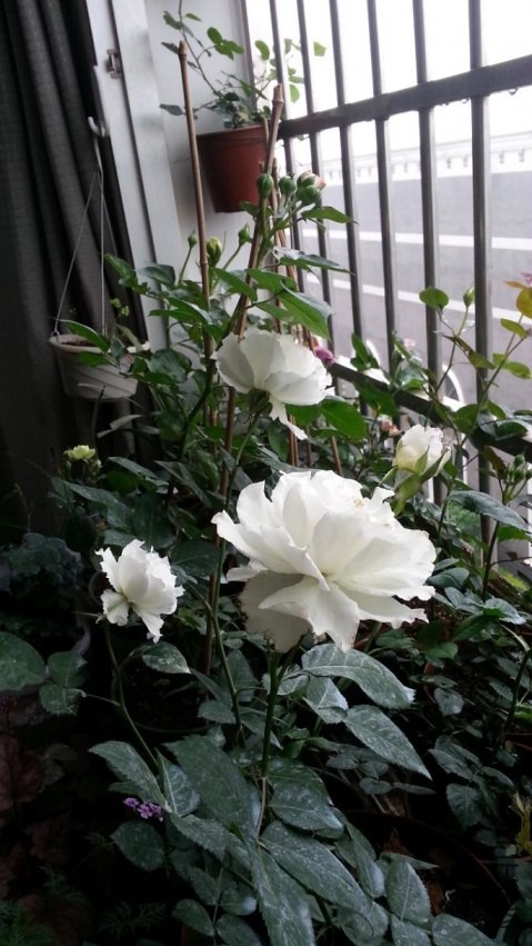 20140423_122108.jpg