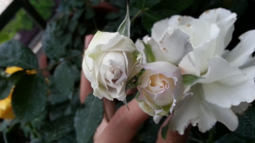 20140424_073334.jpg