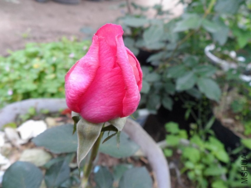 ������С SAM_1243.JPG