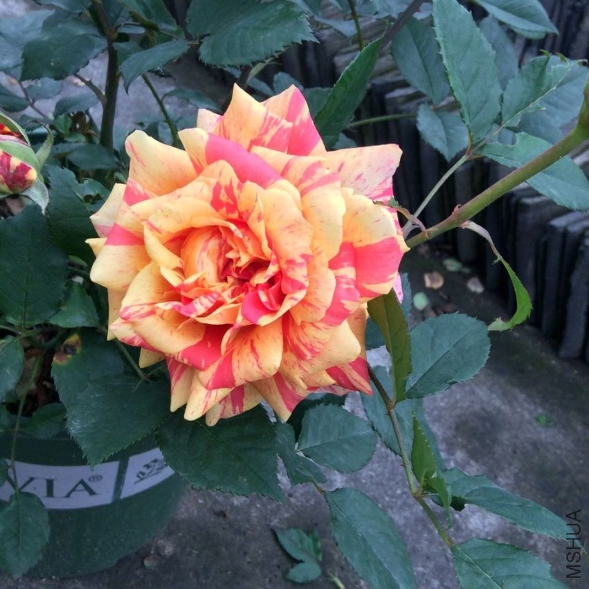QQͼƬ20140427083728.jpg