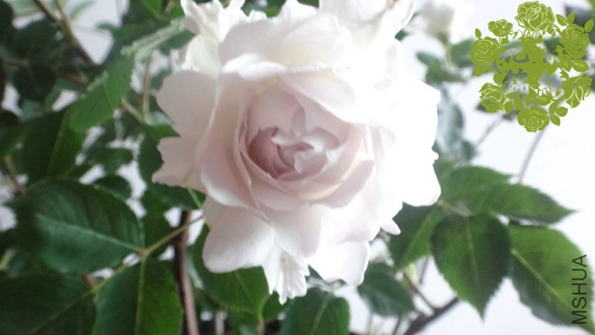 DSC01003_����_����.jpg