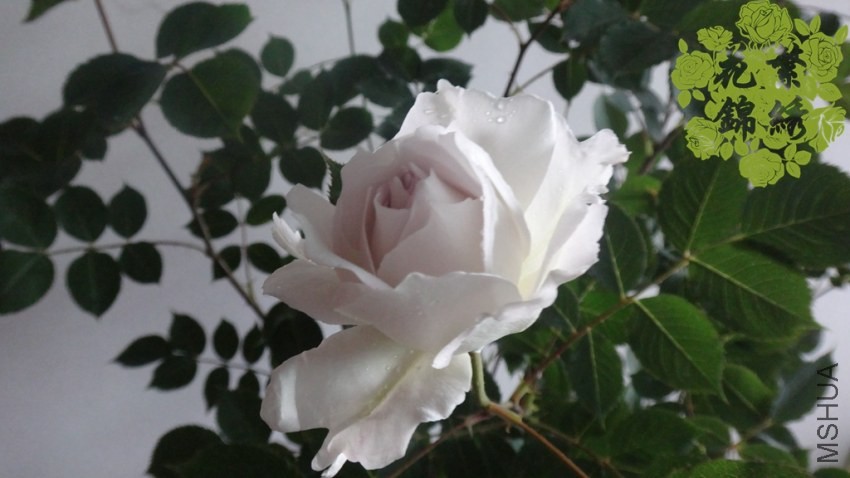 DSC01004_����_����.jpg
