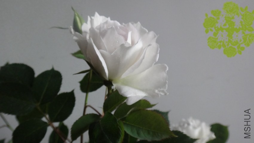 DSC01009_����_����.jpg
