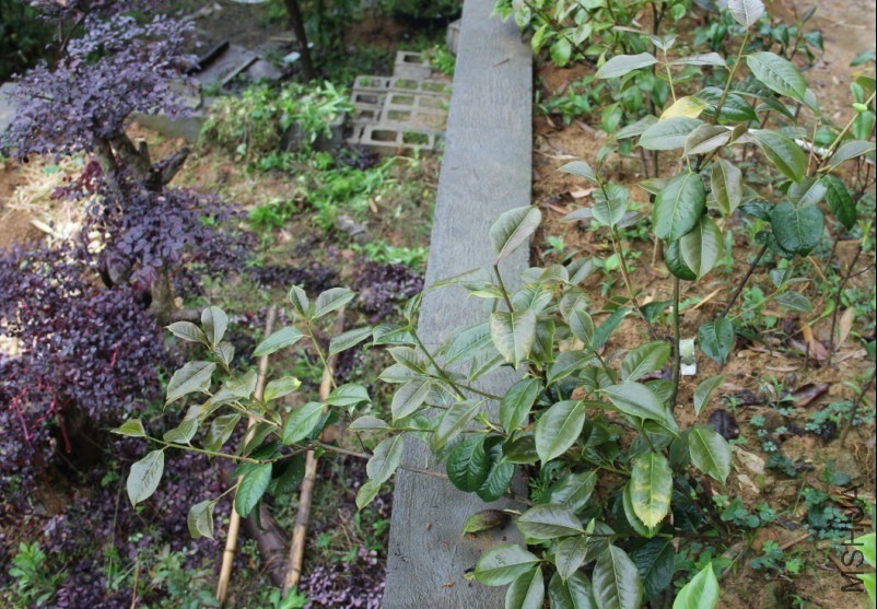 ֲ������