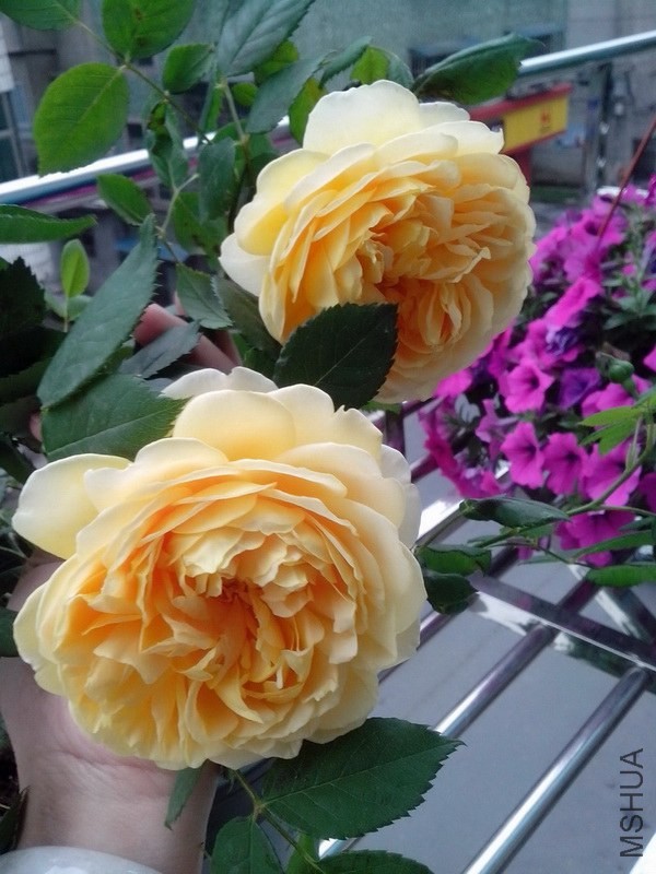 p1.jpg