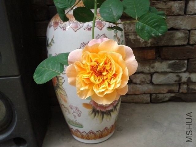 20140427_154618.jpg