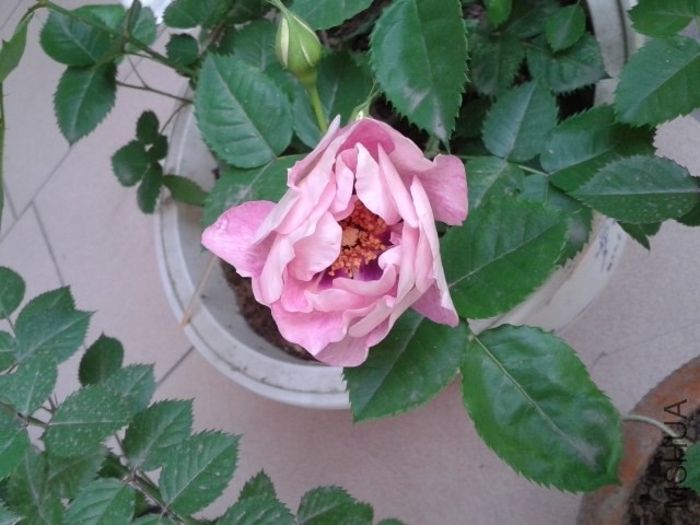 20140427_154731.jpg