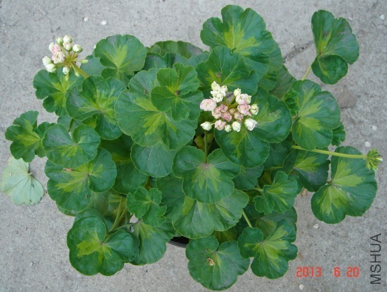 psb (1).jpg