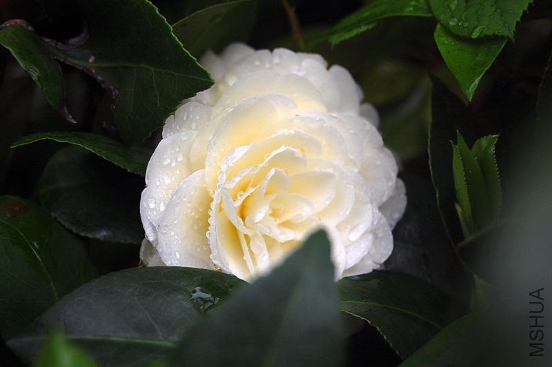 DSC_00310031.JPG